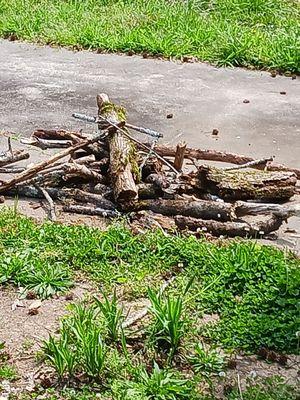 Sticks and limbs from my tree blown down by wind