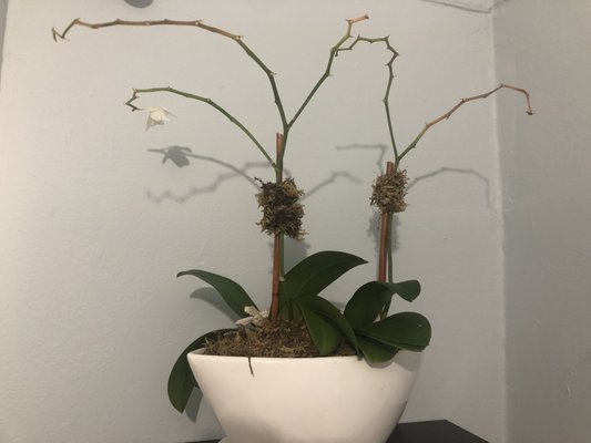 The Orchids my boyfriend bought me from here 2 and a half weeks later... do not buy from here.