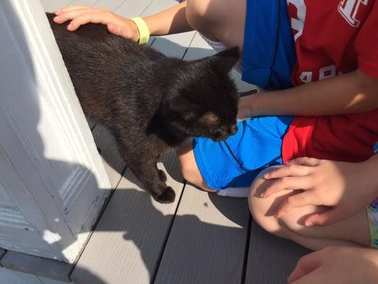 "Ear" the library cat