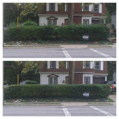 Hedge Trimming Before & After