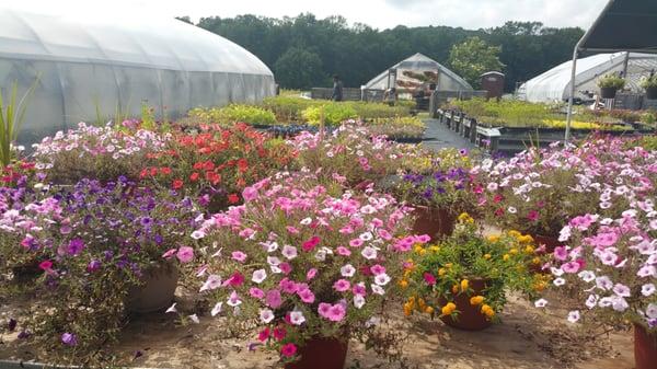 Supertunia flowers