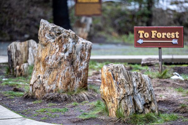 The Petrified Forest