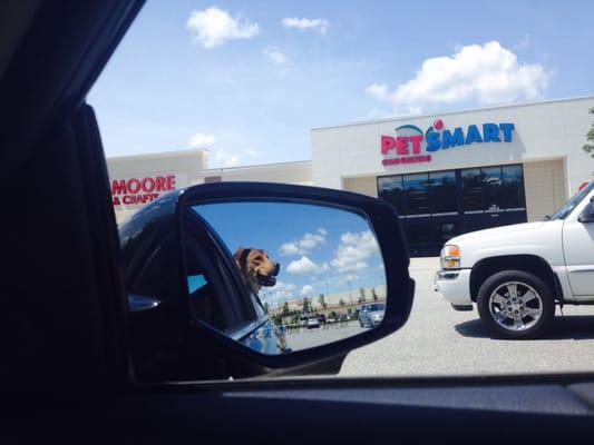 Oakley's always excited to go into Petsmart for training so he can play with his friends!