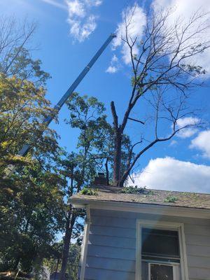 Removing a Dangerous dead tree near the hause