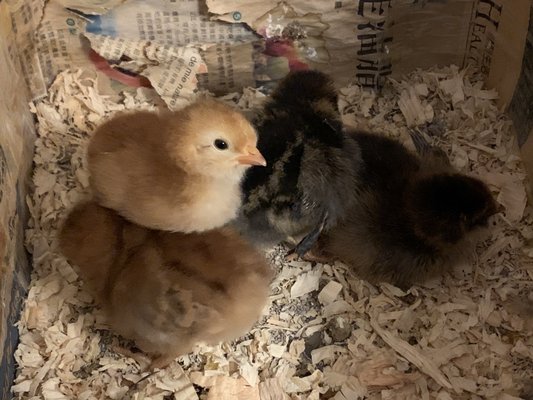 Rhode Island Red Chicken Golden Sex-Link Golden Laced Wyandotte Ameraucana