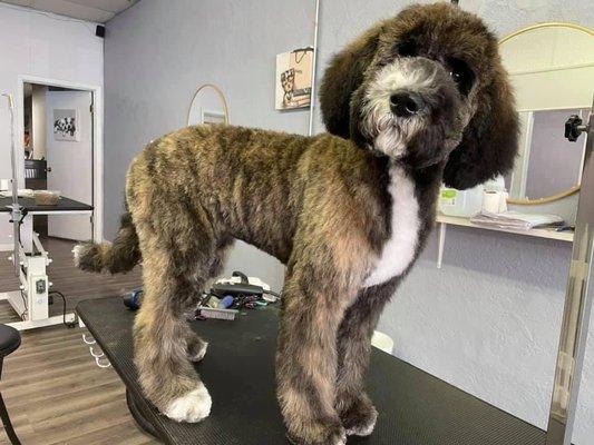 @doggrooming @doodlehaircut