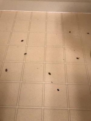 Dead bugs on bathroom floor.