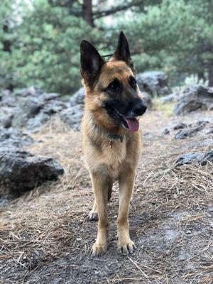 Poppytheed camping in Mammoth