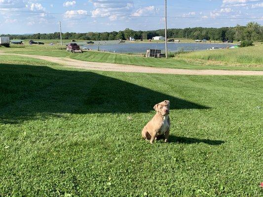 A gorgeous puppy with his new lawn and lake in the background.