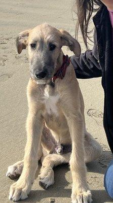 Stewart at the beach