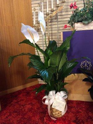 Beautiful Peace Lily purchased online from Simply Blooming in Traer, Iowa and delivered to it's location in another town.