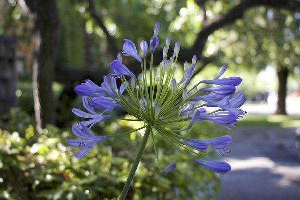 Beautiful Flowers