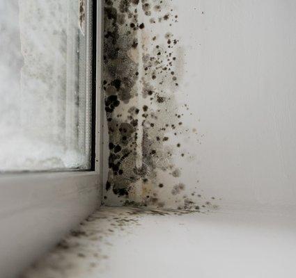 Mold Removal