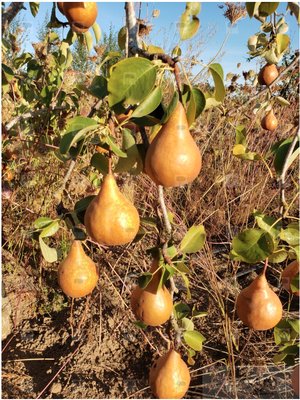 Bosc European Pear, semi-dwarf