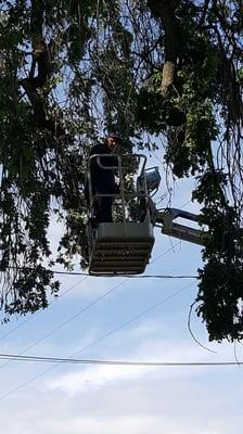 Trimming trees in Shafter