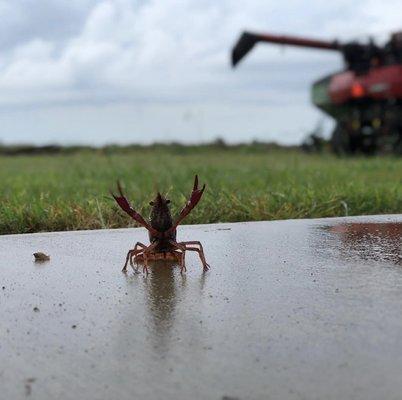 Our farm in Branch, Louisiana