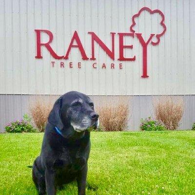 Raney Tree Care's favorite mascot, Guinness!