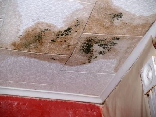 A moldy ceiling. This home may need mold remediation!