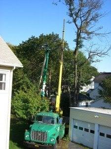 Tree trimming work in San Rafael.