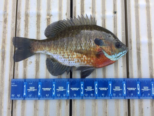 Larger blue gill from the main pond.