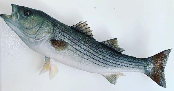 17 lb. 35 inch Striper skin mount.