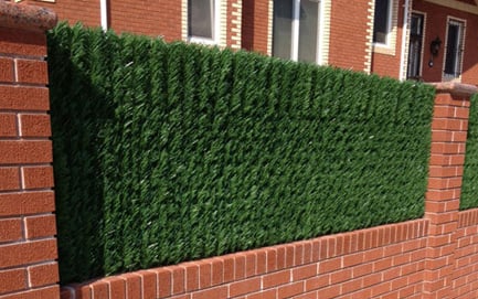 Evergreen Hedge