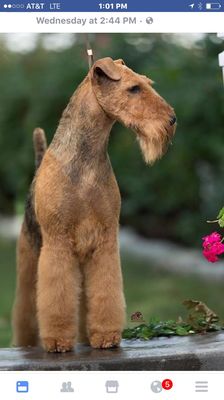 A beautiful properly handworked Airedale terrier