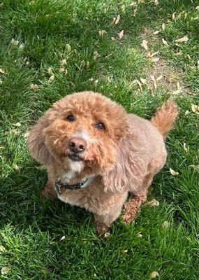 Riley.  10 years old.  Golden-doodle