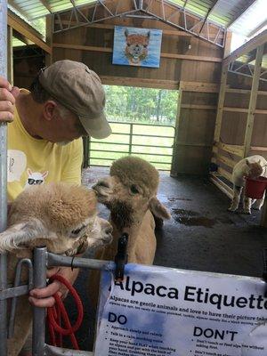 Alpacas with the owner