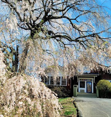 This lovely tree of willow stands welcoming you to the center. It's graceful stature is rooted in the earth as we must be as well.