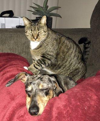 Contrary to popular belief, some Doxies ARE cat friendly!