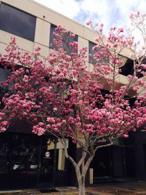 springtime at Corporate Plaza Fairfield CA