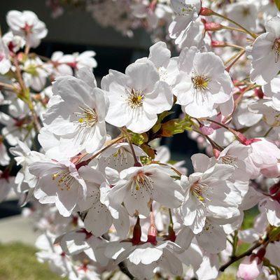 And the verdict is...it's officially cherry blossom season!