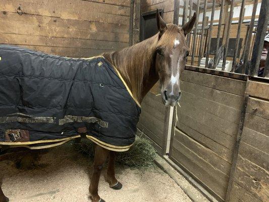 Large stalls indoor barn