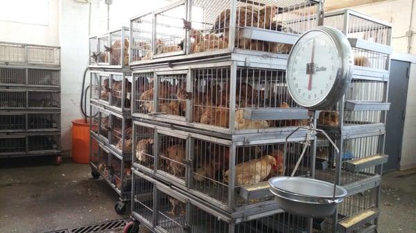 Westbury Live Poultry Market