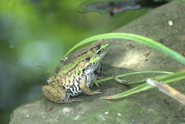 A pair of green frogs (Rama clamitans) at pond edge