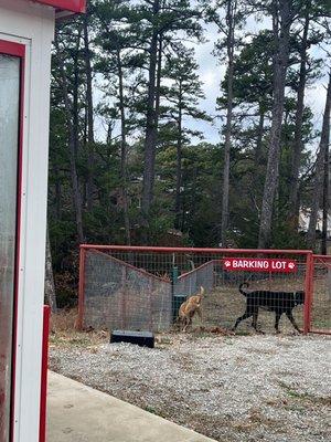 Mini dog park next door for potty breaks