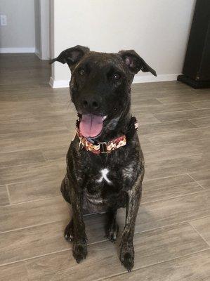 How cute is this brindle beauty, Addie!?