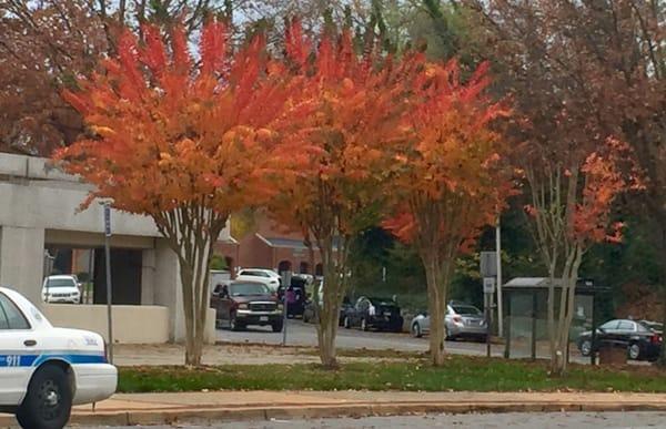 These are the most beautiful trees I've ever seen! You probably can't see the detail but it's beautiful on top fades like ombre