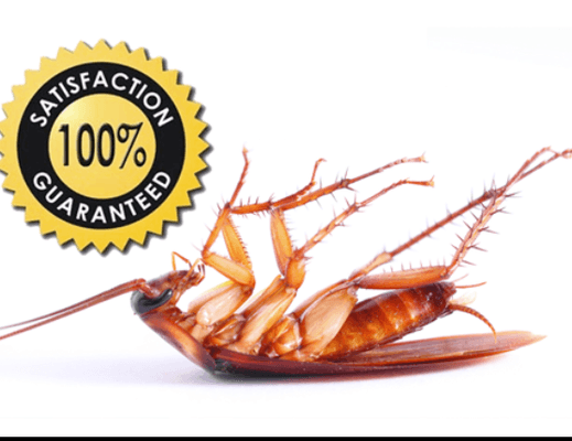 Termite Control, Pest Control Bug Control , Roach Control