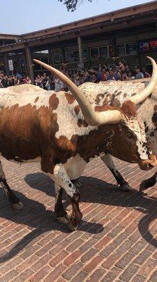 Ft. Worth cattle drive