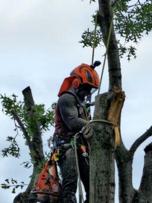 ISA Certified Arborist Austin Henderson MW-5957A performing tree removal in Tulsa due to a severely damaged tree from the June 2023 storm.