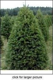 Fresh cut Christmas trees Brigham City, fresh cut Christmas trees willard, fresh cut Christmas trees Perry.