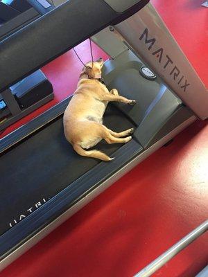 Baby Muscles watching her dad train!