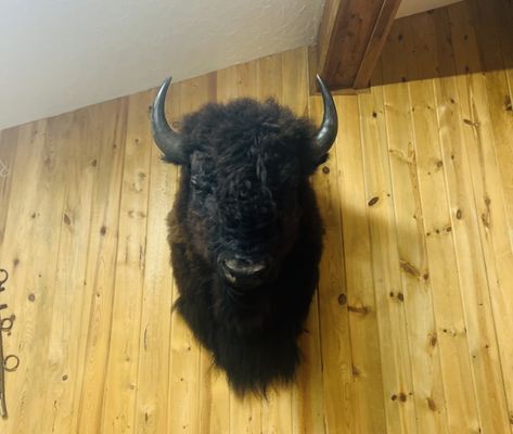 Bison Creations Taxidermy