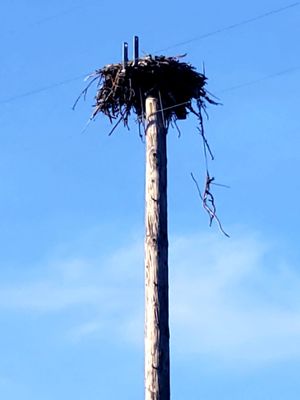 If you look closely. You can see the baby osprey