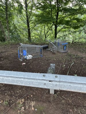 Walmart shopping carts with thrash and on ground