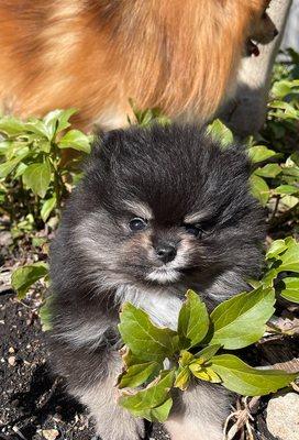 Coco Chanel in the pachysandra