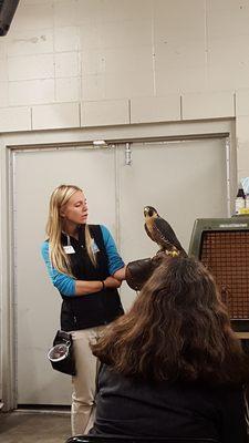 Talking about Indianapolis' resident nesting falcons