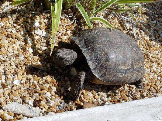 Pool side visitor